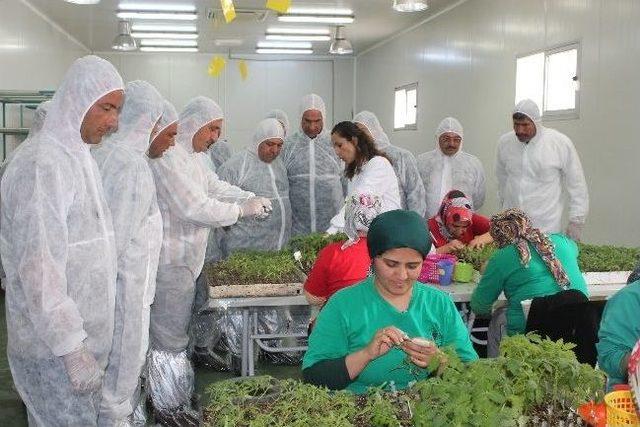 Ceyhanlı Üreticiler Kumluca’da İncelemelerde Bulundu