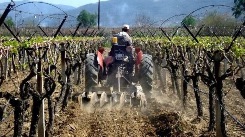 Sarıg&ouml;l&rsquo;de &Uuml;z&uuml;m Bağlarında Hummalı &Ccedil;alışma Başladı