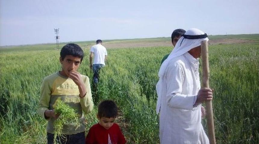 &Ccedil;ift&ccedil;iler Buğdayın Gelişiminden Memnun