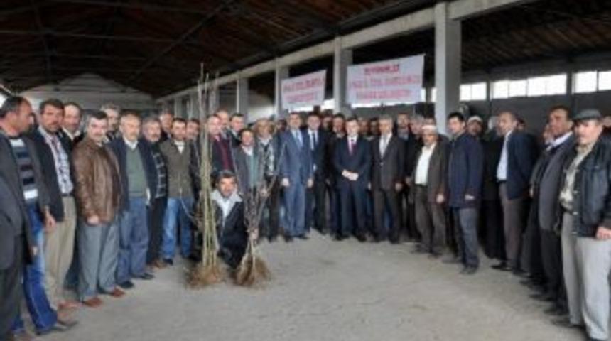 Suşehri’nde 25 Bin Elma Fidanı Dağıtıldı