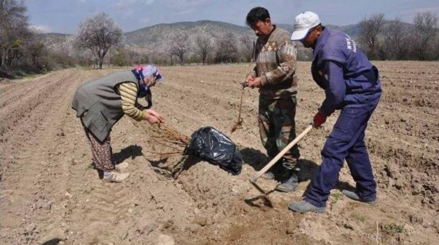 Isparta&rsquo;ya Alternatif &Uuml;r&uuml;n: Ahu Dudu