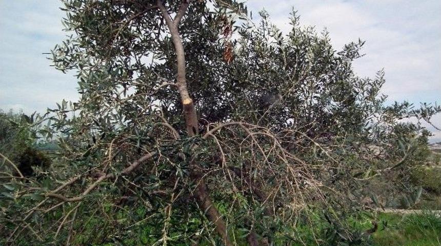 Zeytin Ağa&ccedil;larında Yayılan Sinsi Hastalığa Dikkat