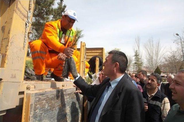 Sincan Belediyesi Ve Orman Bölge Müdürlüğü 10 Bin Adet Fidan Dağıttı