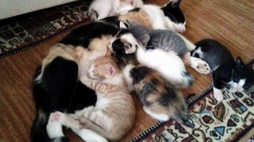 Ev Kedisinin 6 Farklı Yavrusu Oldu