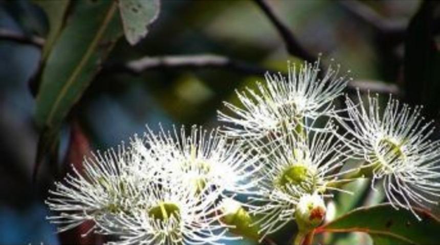 Dr. &Ouml;mer Coşkun: "sin&uuml;zitten Okalipt&uuml;s Yağıyla Kurtulun"
