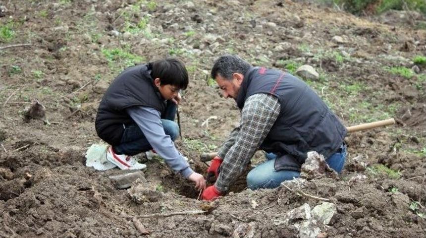 Yalovalılar Bu Ormanda Hem Piknik Yapacak, Hem Meyve Yiyecek