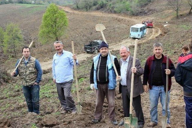 Yalovalılar Bu Ormanda Hem Piknik Yapacak, Hem Meyve Yiyecek