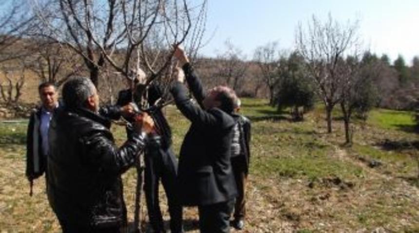 &Ccedil;ermik &Ccedil;ift&ccedil;ilerine Budama Eğitimi Verildi