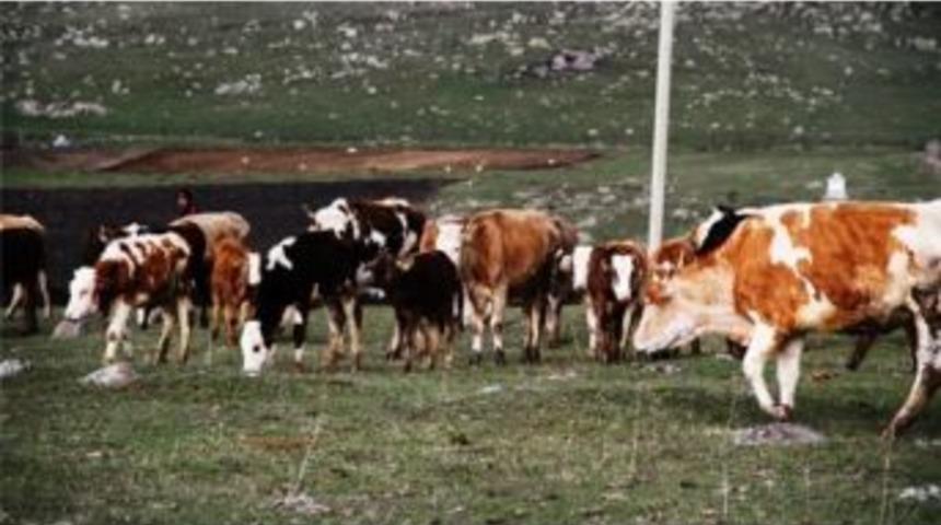 T&uuml;ik 2013 Yılı Hayvansal &Uuml;retim İstatistikleri A&ccedil;ıklandı