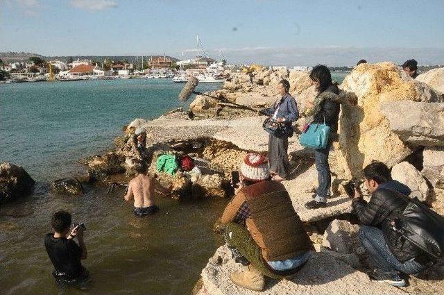 5 Milyon Japon, Çeşme'yi İzledi