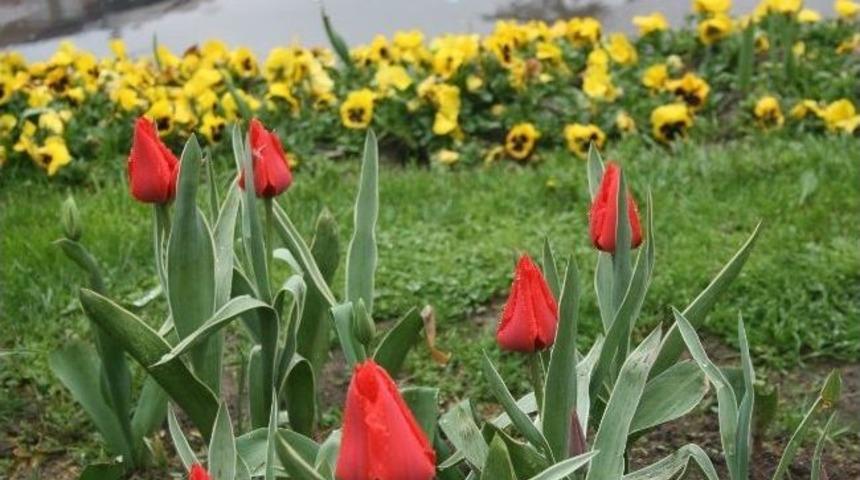 D&uuml;zce&rsquo;de Park Ve Bah&ccedil;elerde &Ccedil;i&ccedil;ekler A&ccedil;tı