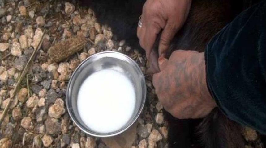 Yeni Doğan Ke&ccedil;i Yavrusu S&uuml;t Veriyor