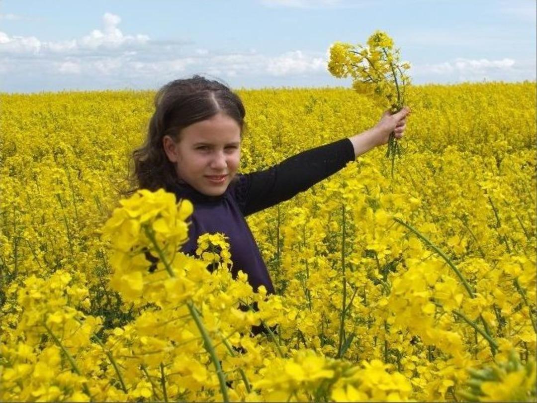 Trakya'da A&ccedil;an Kanola Bitkisi Ovaları Sarıya Boyadı