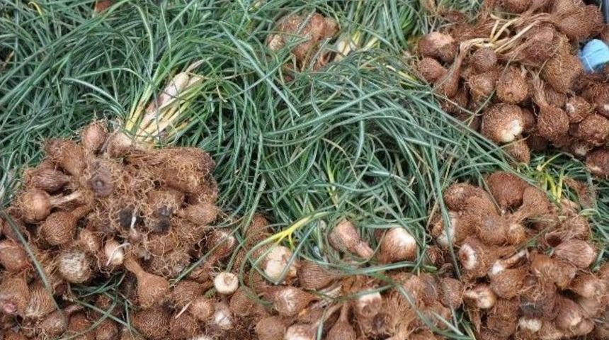 Bahar Meyveleri El Yakıyor