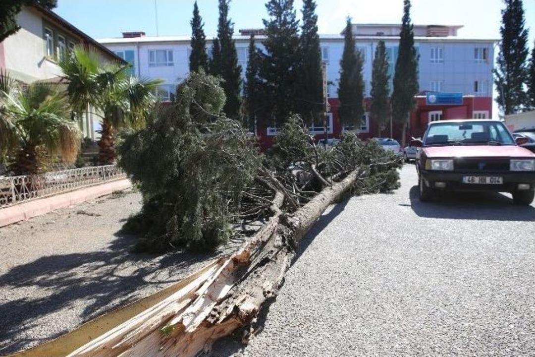 Şiddetli R&uuml;zgar Ağacı İkiye B&ouml;ld&uuml;