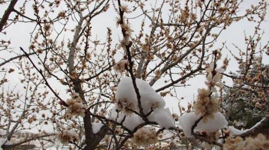 &Ccedil;i&ccedil;ek A&ccedil;an Ağa&ccedil;lara Kar Yağdı