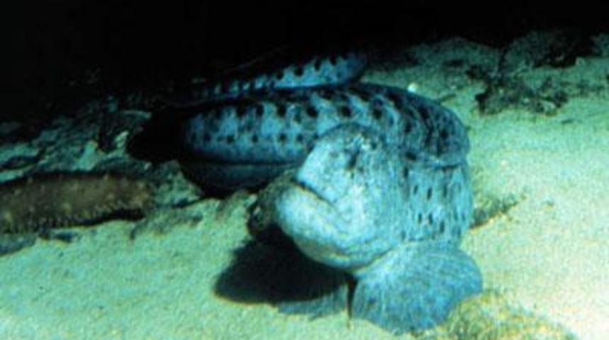 Okyanusun derinliklerinden