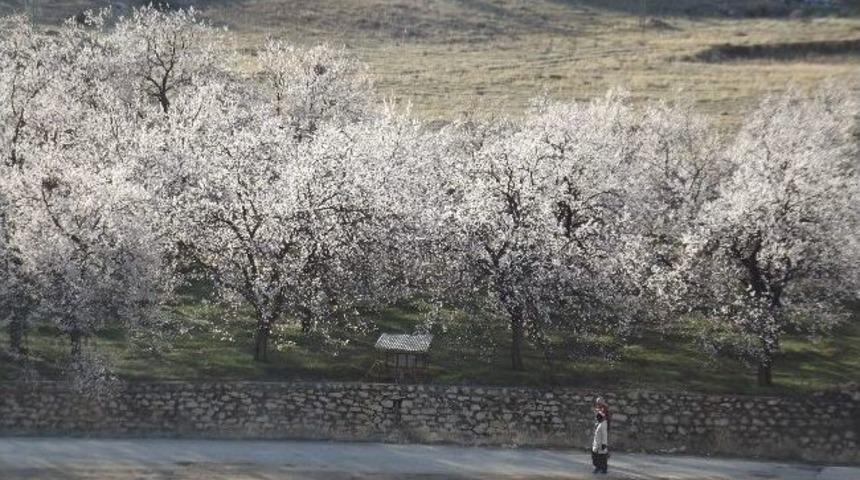 Solmaz: &ldquo;kayısı Ve Meyve Ağa&ccedil;larını Don Vurdu&rdquo;