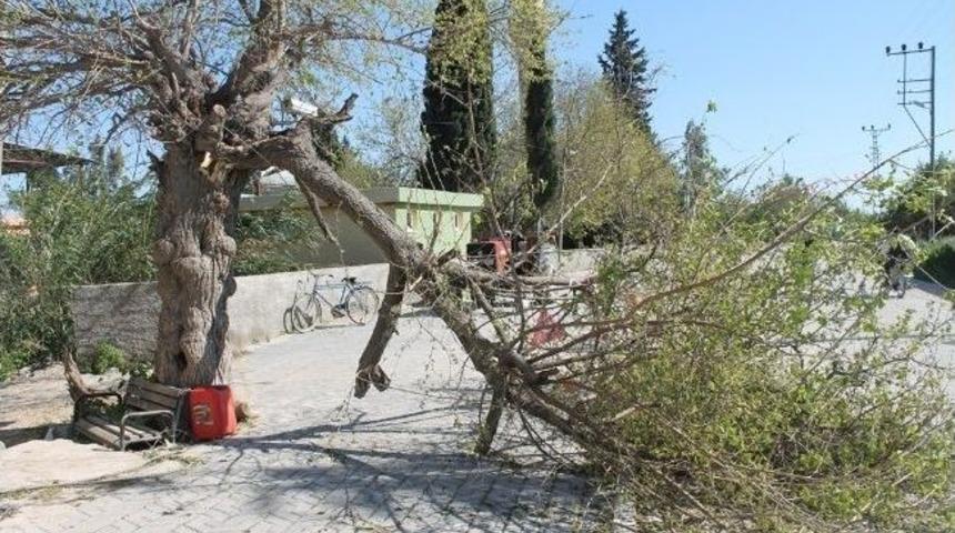 Poyraz Yumurtalık&rsquo;ta Hayatı Fel&ccedil; Etti