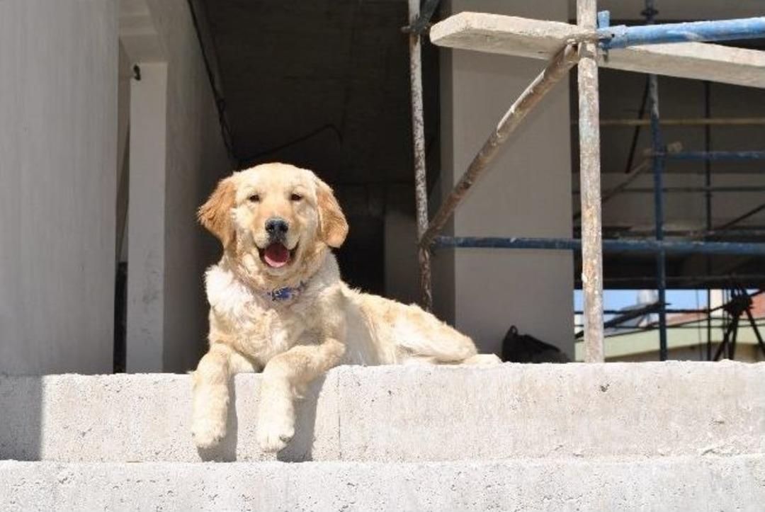 S&uuml;per Yetenekli İnşaat Bek&ccedil;isi