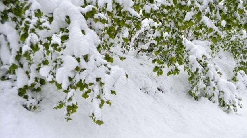 Fındığı "kar" Vurdu