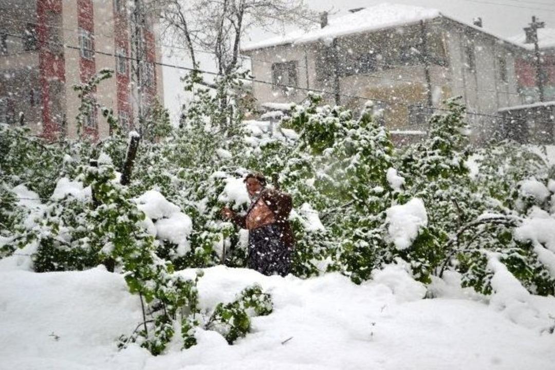 Kar Fındığa Zarar Verdi
