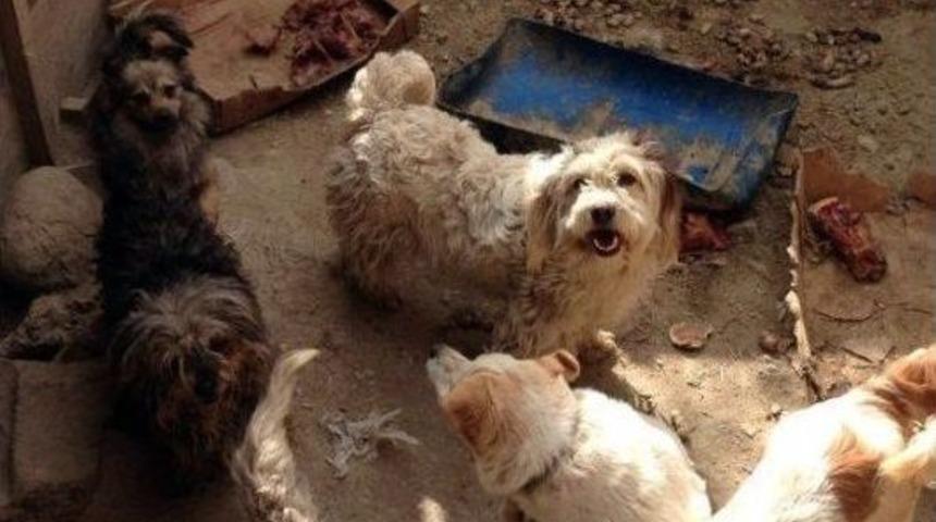 Boş Evde &Ouml;l&uuml;me Terk Edilmiş 20 K&ouml;pek Bulundu