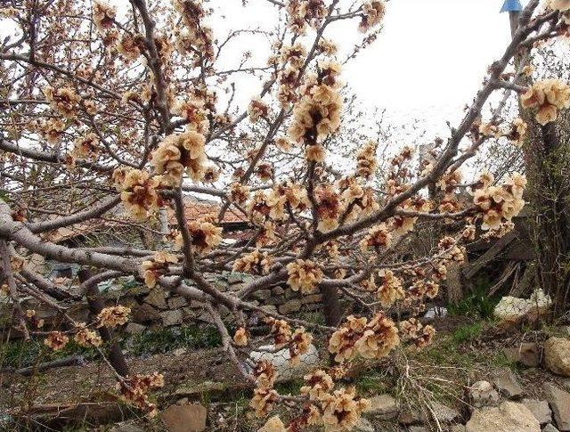 Yozgat’ta Hava Sıcaklıkları Sıfırın Altına Düşünce Meyve Ağaçlarını Soğuk Vurdu