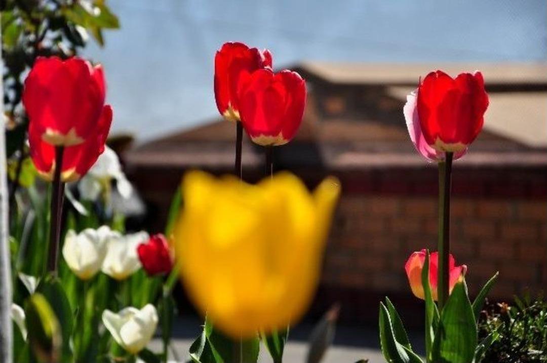 Tekirdağ’a Bahar Geldi