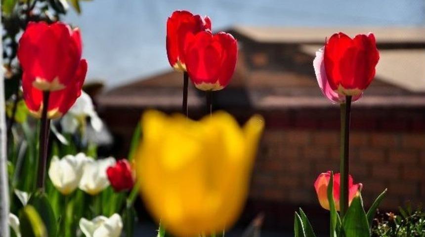 Tekirdağ&rsquo;a Bahar Geldi