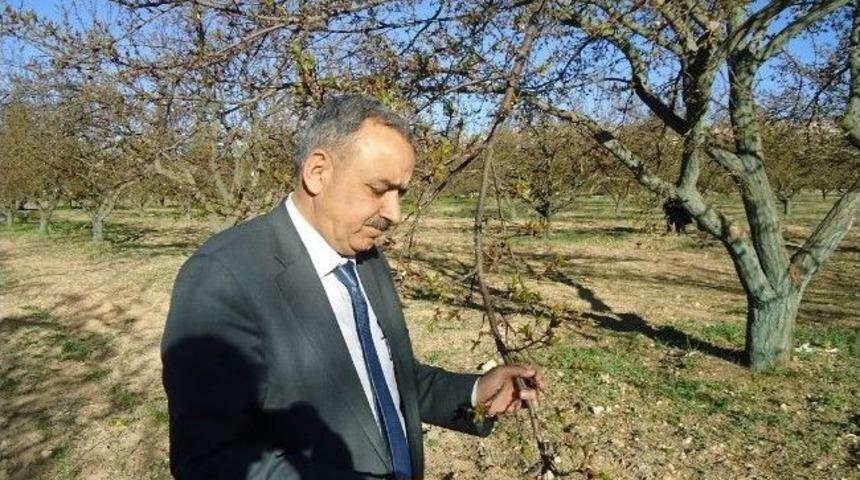 Kayısı Araştırma İstasyonundan Don A&ccedil;ıklaması