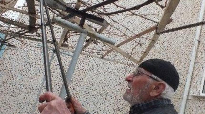 Hayrabolu&rsquo;da Asmaların Budanma Zamanı