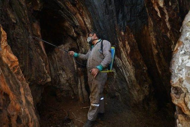 İzmir de Doğa Ve Tarihe Saygı 2