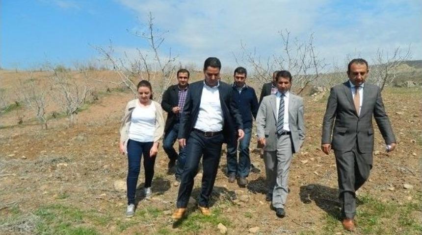 K&ouml;yl&uuml;lere Fıstık Bah&ccedil;eleri Yaptırıldı