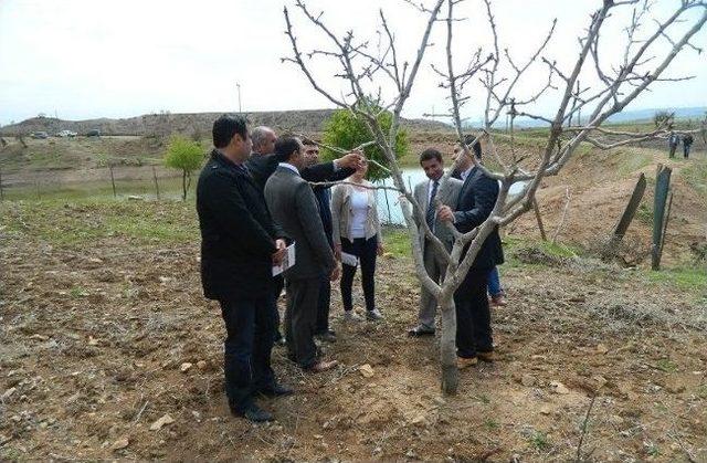 Köylülere Fıstık Bahçeleri Yaptırıldı