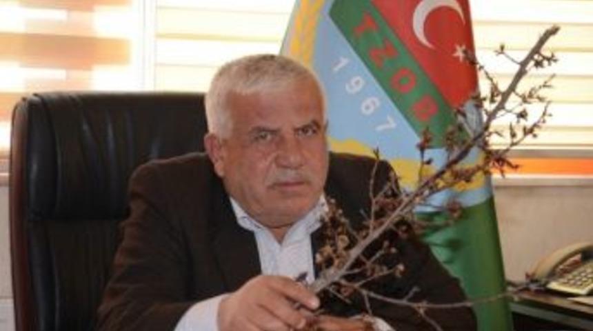 Elbistan'da Kayısı Ağa&ccedil;larını Don Vurdu