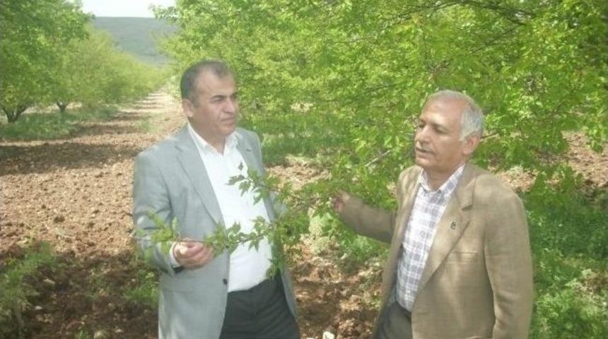 Malatya&rsquo;daki Zirai Don Olayı