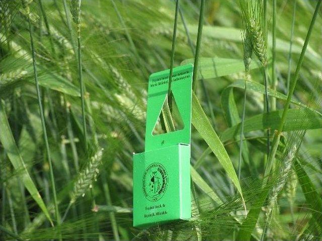 S&uuml;ne İle M&uuml;cadelede Biyolojik Y&ouml;ntemler Tabii Dengenin Korunmasına Katkı Sağlıyor 1