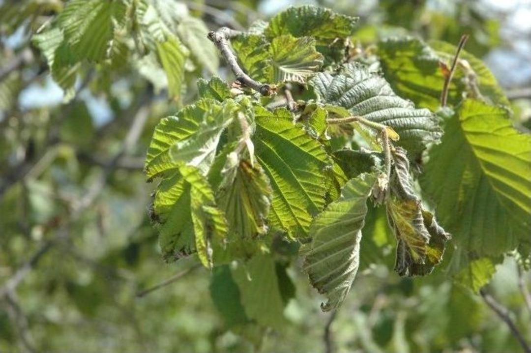 Fındığa Don Vurgunu