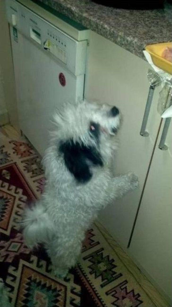 Çorum’da Pitbull Dehşeti G1