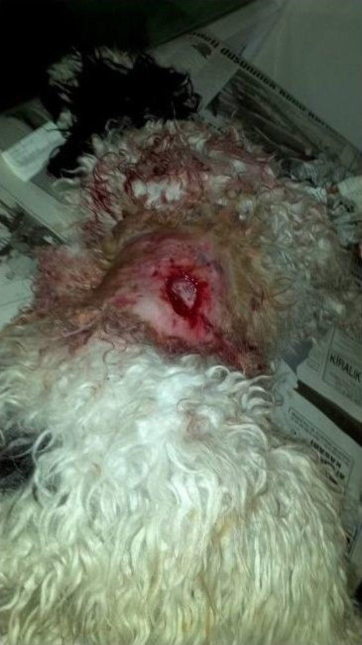 Çorum’da Pitbull Dehşeti G2