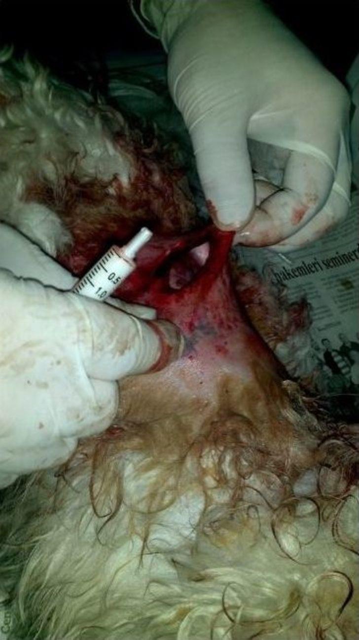 Çorum’da Pitbull Dehşeti G3