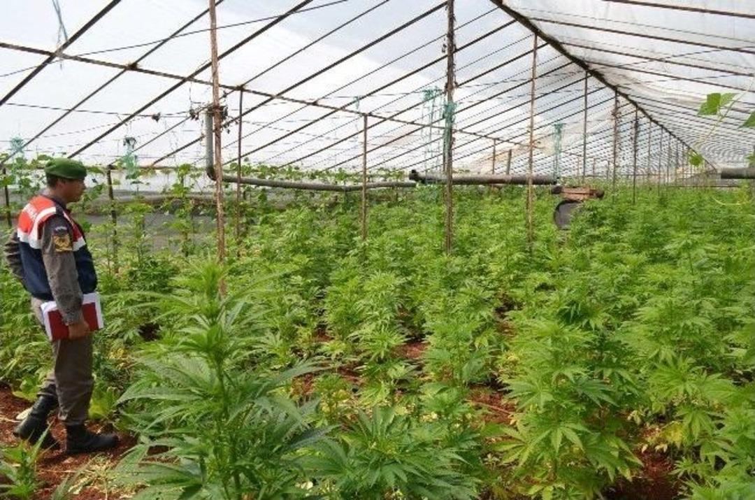 Şeker Hastası Olduğu İ&ccedil;in 4 Bin K&ouml;k Kenevir Ekmiş