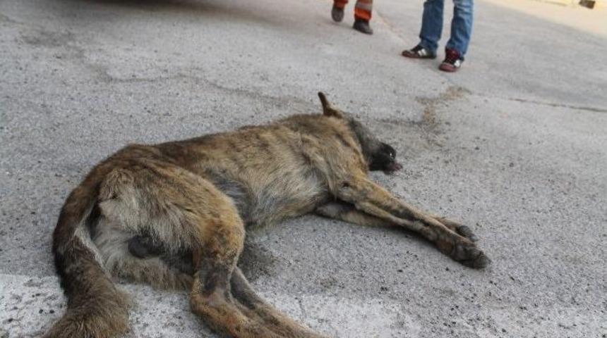 Otomobiliyle K&ouml;peği Ezen Şahıs Sırra Kadem Bastı