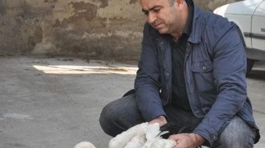 Yaralı Leyleğe İnsanlık G&ouml;revi