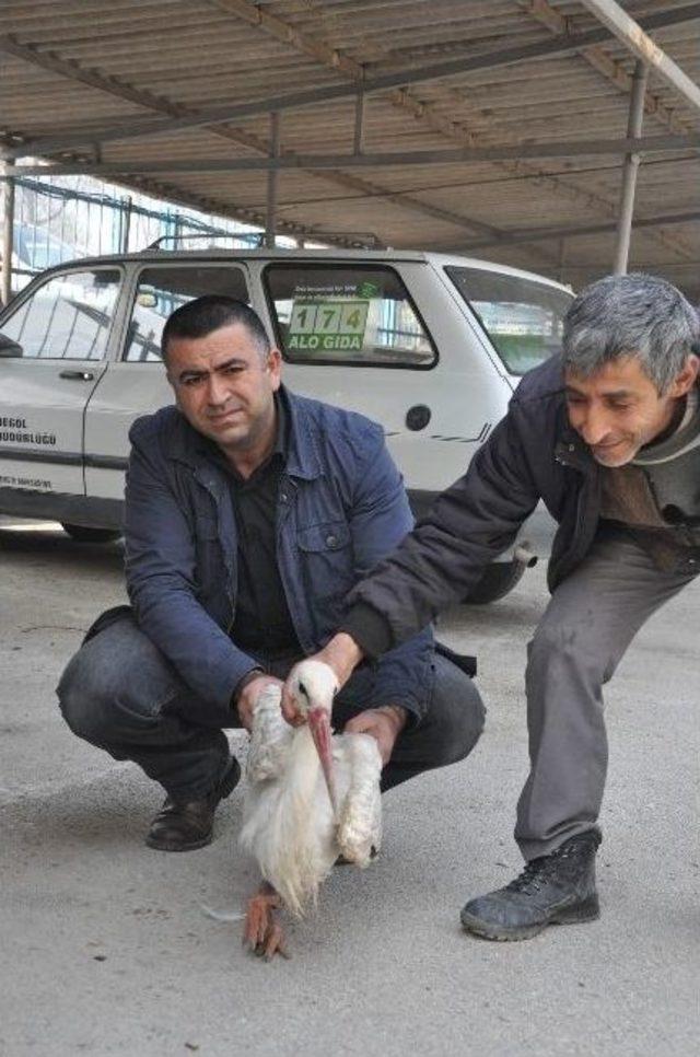 Yaralı Leyleğe İnsanlık G&ouml;revi 1