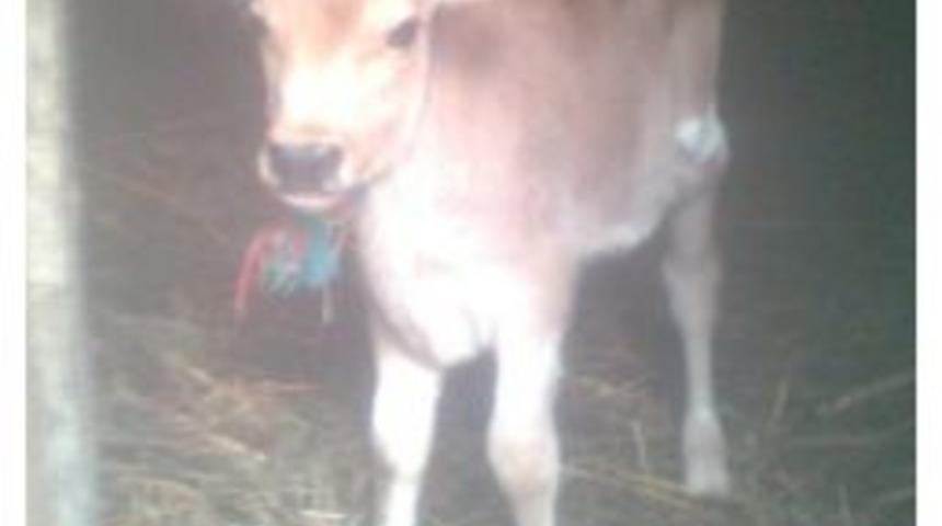 Ayyıldızlı Buzağı İlgi G&ouml;r&uuml;yor