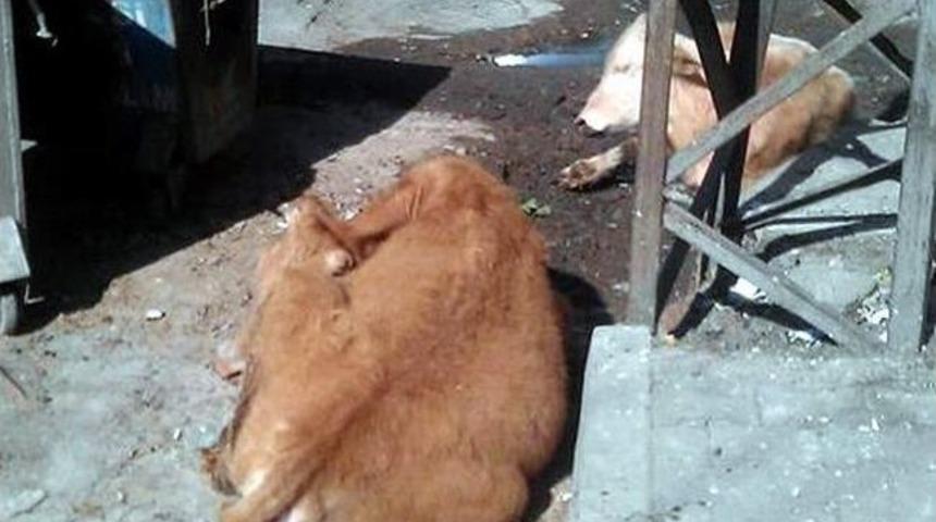 Trafonun Yanından Ge&ccedil;en 2 İnek Akıma Kapıldı