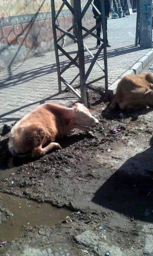 Trafonun Yanından Ge&ccedil;en 2 İnek Akıma Kapıldı 1