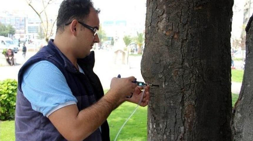 Manolya Ağa&ccedil;larına Enjeksiyonlu Takviye